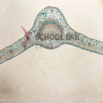 Prepared Microscope Slide - Privet (Ligustrum) Leaf T.S.